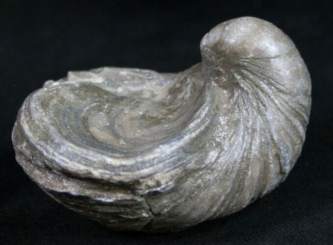 Gryphaea (Devil's Toenail) Fossil Oyster - Jurassic #9784